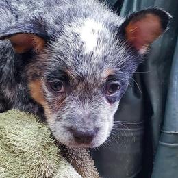 Eye patches - Blue speckled female Australian Cattle Dog puppy in Lenoir, North Carolina from Blue Coyote Ranch