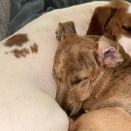 Dachshunds from Lisa’s Teeny Weeny Farm