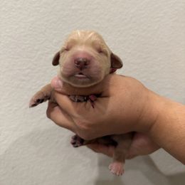 Girl 2 - Golden female Golden Retriever puppy in Victorville, California from Martinez Goldens