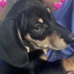 Dachshunds from BooneDox