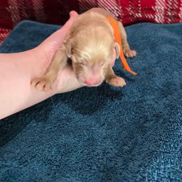 Alex - Cream male Goldendoodle puppy in Georgetown, Tennessee from Georgetown designer and purebred puppies