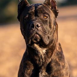 Ada - Cane Corso