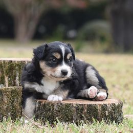Russet - Black tri male Miniature Australian Shepherd puppy in White Oak, Texas from Triple Lake Ranch Miniature Australian Shepherds