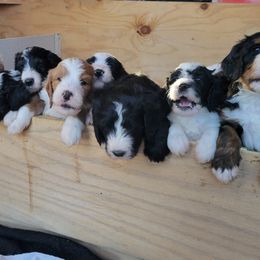 Bernedoodle Puppies from Beloved Bernedoodles of North Dakota