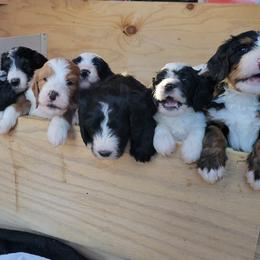 Bernedoodle Puppies from Beloved Bernedoodles of North Dakota