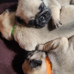 Pugs from Pardees pug puppies