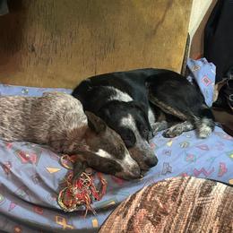 Australian Cattle Dog All Grown Up from Blue Steel Cattle dogs