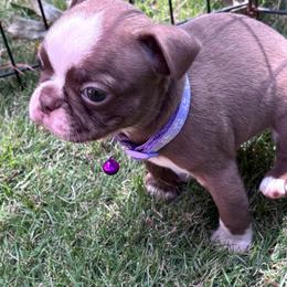 B. Red Girl (purple collar) - Red female Boston Terrier puppy in Mc Donough, Georgia from Ballard Boston Terriers