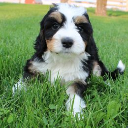 Bernedoodle and Goldendoodle Puppies from High Mesa Doodles
