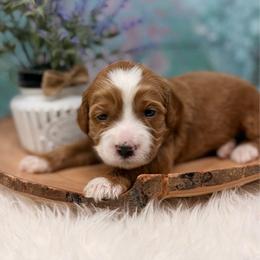 Lady Liberty - Red female Australian Labradoodle puppy in Brush Prairie, Washington from Fancy Pants Labradoodles