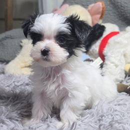 One Spot - Piebald male Morkie puppy in St. Cloud, Florida from K and E Small Breed Puppies