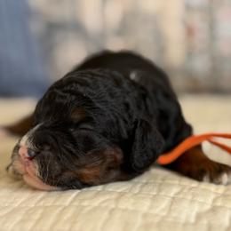 Novarre - Tri-color male Cavapoo puppy in Beckley, West Virginia from By Design Doodles