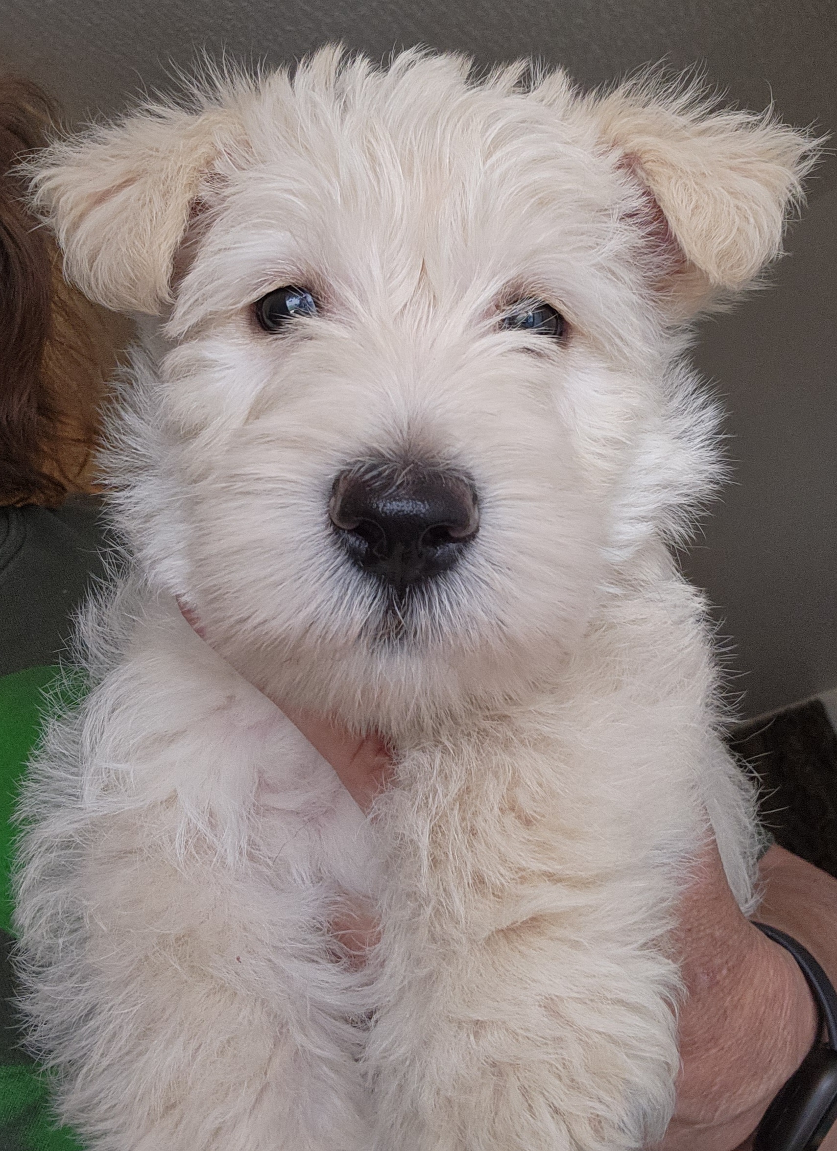 Scottish Terriers from Scottie Love