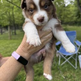 Miniature Australian Shepherd Puppies from Wishing Tree Minis