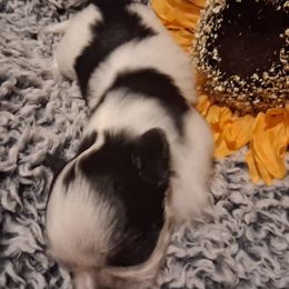 Girl 2 - Black and white female Shih Tzu puppy in Olive Branch, Mississippi from K&T FURBABIES