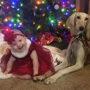Saluki Puppies from Kushiel Salukis