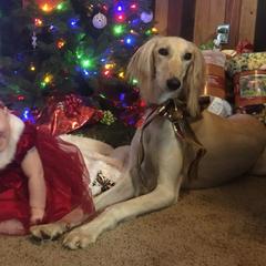 Saluki Puppies from Kushiel Salukis