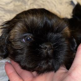 Boy 1 - Shih Tzu puppy in Wooster, Ohio from Mending Hearts Shih Tzu's