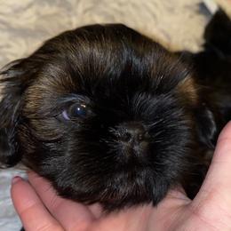 Boy 1 - Shih Tzu puppy in Wooster, Ohio from Mending Hearts Shih Tzu's