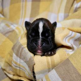 The Last Warning - Brindle male Boxer puppy in Selmer, Tennessee from RBF