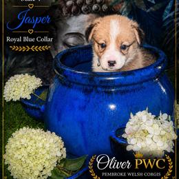 Boy 4 - White and red male Pembroke Welsh Corgi puppy in Chesterton, Indiana from Oliver Pembroke Welsh Corgis