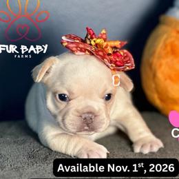 Chrissy - White female French Bulldog puppy in Michigan from Fur Baby Farms