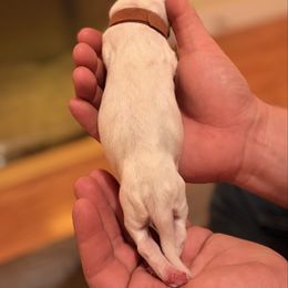 Brown - Liver and white female German Shorthaired Pointer puppy in Ash Flat, Arkansas from SmokePoint GSPs