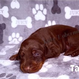 Tan Collar - Red and rust male Doberman Pinscher puppy in Louisville, Kentucky from Ruiz Dobermans