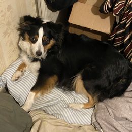 MsA - Miniature Australian Shepherd