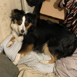 MsA - Miniature Australian Shepherd