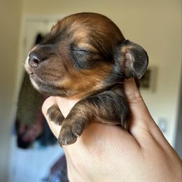 Dachshund puppies from SnortVille Frenchies & CreekSide Mini Doxies