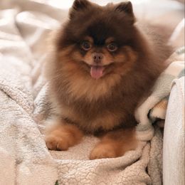 Bentley - Pomeranian