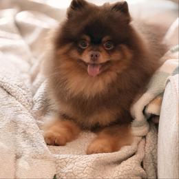 Bentley - Pomeranian