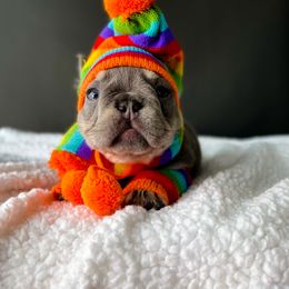 French Bulldog Puppies from Whatabulldog