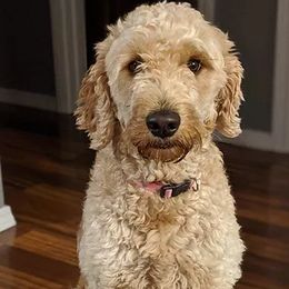 Goldendoodles from Queen City Doodles
