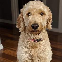 Goldendoodles from Queen City Doodles