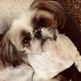 Chippy - Shih Tzu