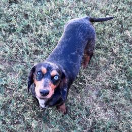 Bailey - Dachshund