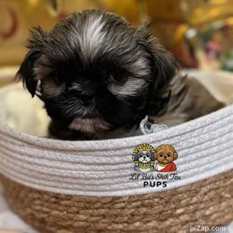 Harvey - Sable male Shih Tzu puppy in Walkertown, North Carolina from Lil’ Bit’s Shih Tzu