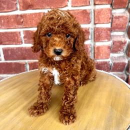 Toast - Red  male Goldendoodle puppy in Mapleton, Utah from Skyridge Doodles