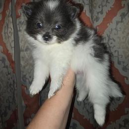 Boy 2 - Blue parti male Pomeranian puppy in Meherrin, Virginia from Traveling Poms