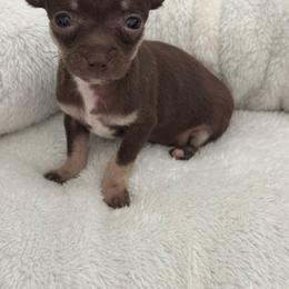Mini Mrs chocolate delight 5500 charting 3-4 lb - Chocolate and tan female Chihuahua puppy in Las Vegas, Nevada from Quality Poms Chihuahua Yorkies of Las vegas