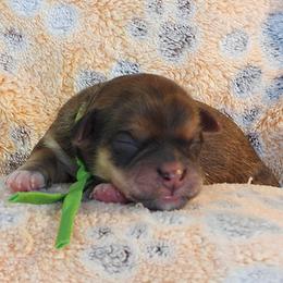 Rocket - Red sable male Havanese puppy in Salt Lake City, Utah from Steal Your Heart Havanese