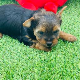 Lulu- blue 1500 - Black and tan female Yorkshire Terrier puppy in Douglas, Georgia from Heartland small breeds