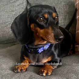 Paisley - Dachshund