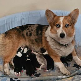Willow - American Corgi