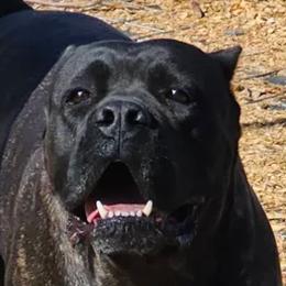 Vera - Cane Corso