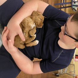 Australian Labradoodle Puppies from Salona Australian Labradoodles