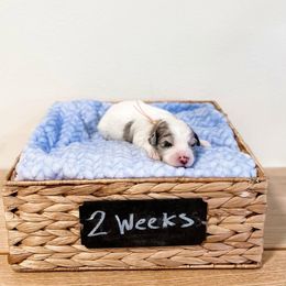 Assorted Doodle Crosses, Goldendoodle, and Sheepadoodle Puppies from Novadoodles801