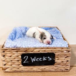Assorted Doodle Crosses, Goldendoodle, and Sheepadoodle Puppies from Novadoodles801